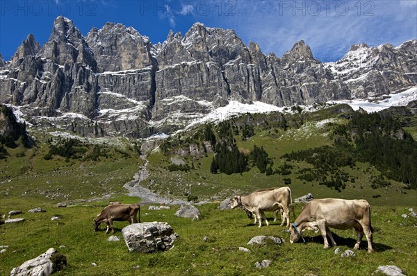 Cattle grazing on the summer pasture in the mountains