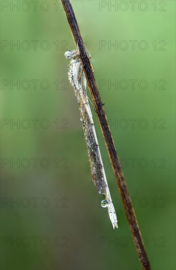 Common Winter Damselfly (Sympecma fusca)