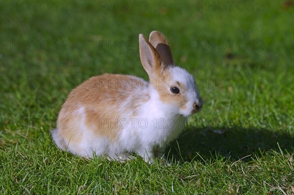 Young Domestic Rabbit (Oryctolagus cuniculus forma domestica) on a meadow