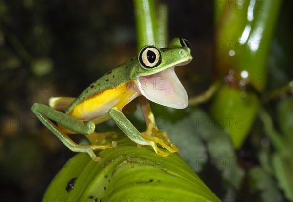 Lemur leaf frog (Hylomantis lemur)