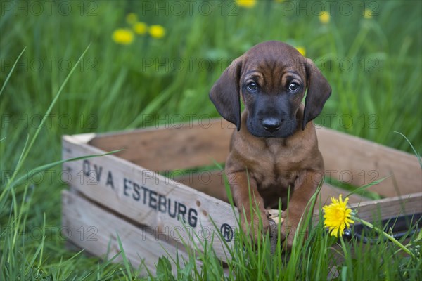 Bavarian Mountain Hound