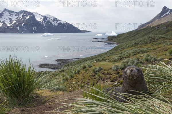 Antarctic Fur Seal (Arctocephalus gazella)