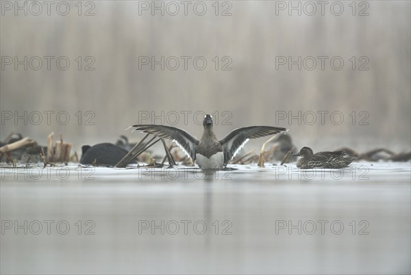 Garganey  ducks(Anas querquedula) in the morning mist