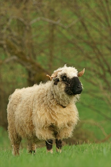 Valais Blacknose sheep (Ovis orientalis aries)