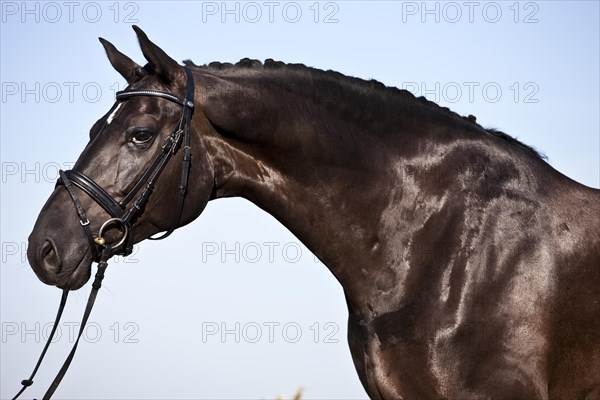 Bridled Hanoverian