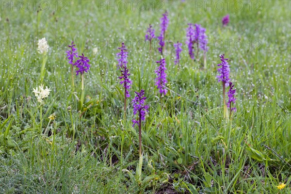 Elder-flowered Orchid (Dactylorhiza sambucina)