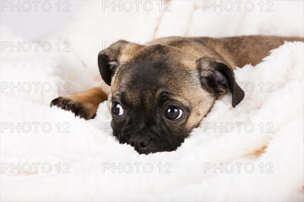 Retro Pug puppy