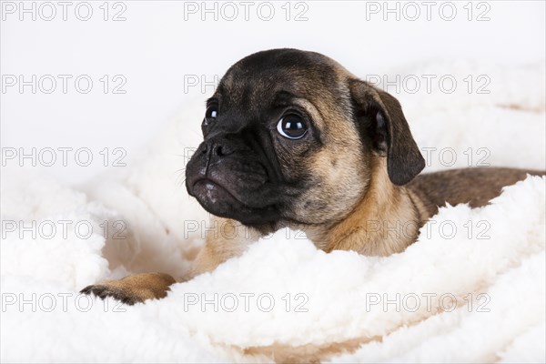 Retro Pug puppy