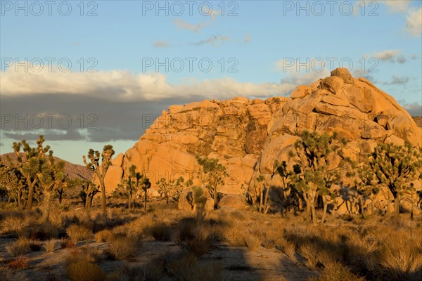 Hidden Valley with rocks and Joshua trees (Yucca brevifolia)