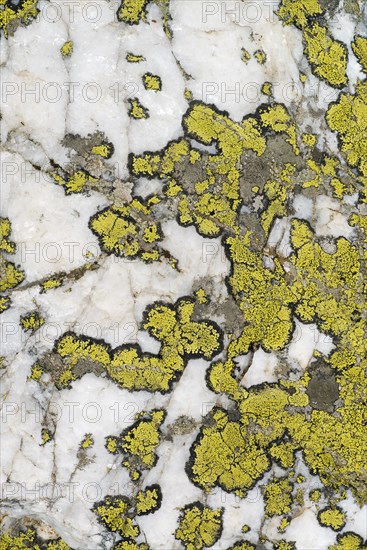 Map Lichen (Rhizocarpon geographicum)