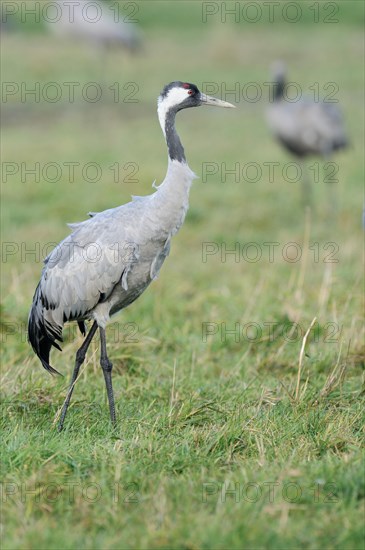 Common Crane (Grus grus) wading across a meadow foraging for food