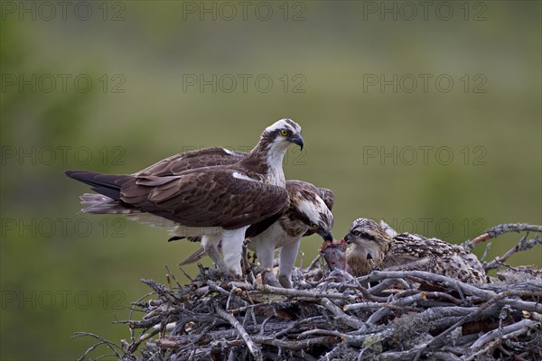 Ospreys or Sea Hawks (Pandion haliaetus)