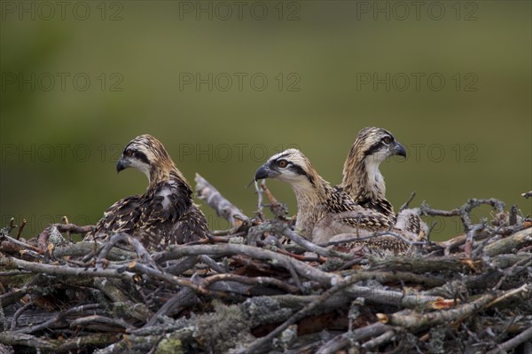 Osprey or Sea Hawk (Pandion haliaetus) chicks in an aerie