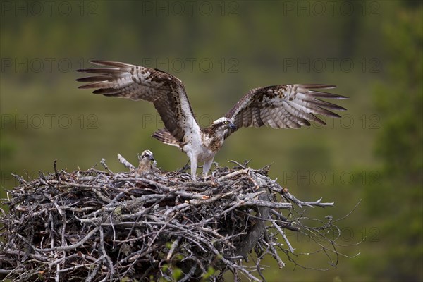 Osprey or Sea Hawk (Pandion haliaetus) on an aerie with chicks