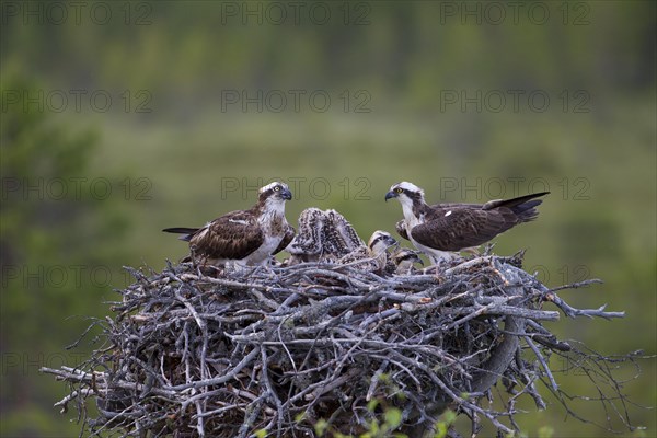 Ospreys or Sea Hawks (Pandion haliaetus)