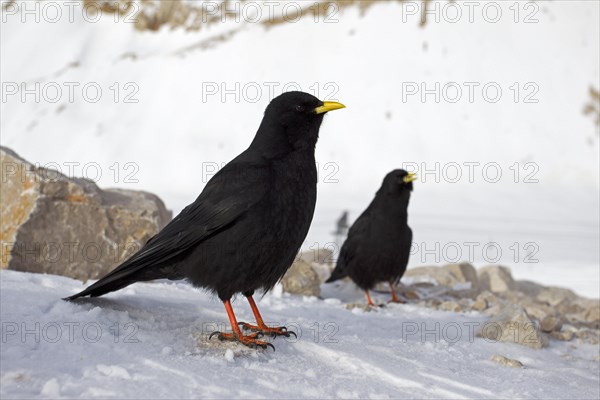 Alpine Choughs or Yellow-billed Choughs (Pyrrhocorax graculus)