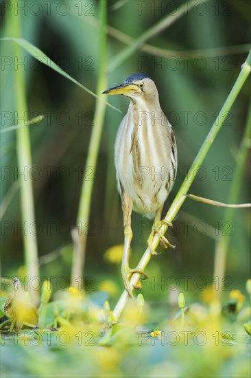 Little Bittern (Ixobrychus minutus) perched on a bulrush