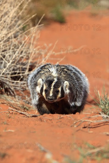 American badger (Taxidea taxus)