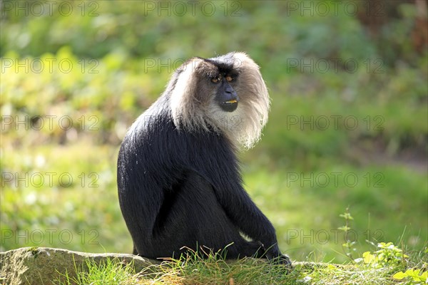 Lion-tailed Macaque or Wanderoo (Macaca silenus)