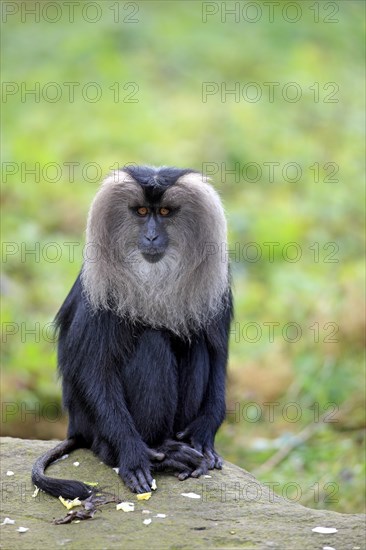 Lion-tailed Macaque or Wanderoo (Macaca silenus)