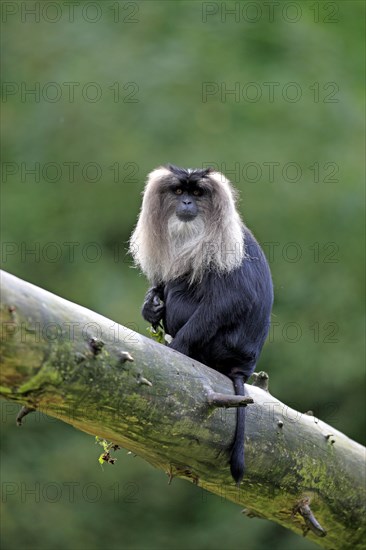 Lion-tailed Macaque or Wanderoo (Macaca silenus)