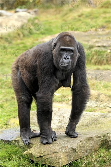 Western Lowland Gorilla (Gorilla gorilla gorilla)