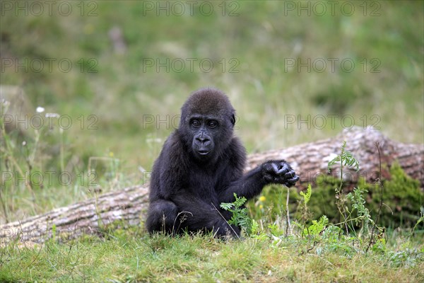 Western Lowland Gorilla (Gorilla gorilla gorilla)