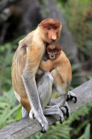 Proboscis Monkey (Nasalis larvatus)