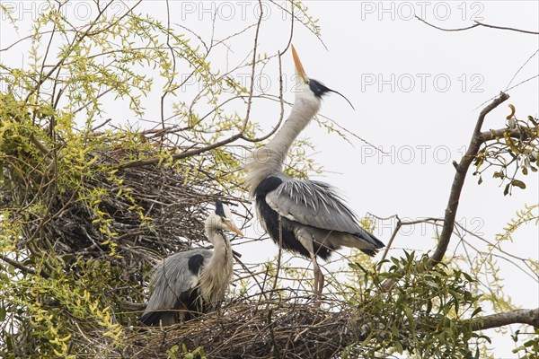 Grey Heron (Ardea cinerea)