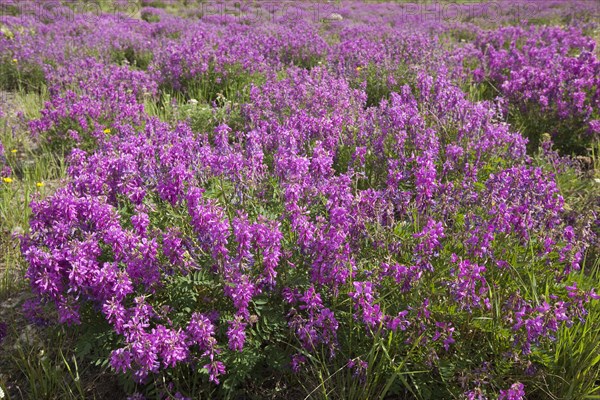 Blooming Broad-leaved willowherb (Epilobium montanum)