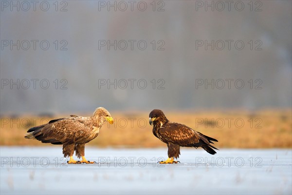 White-tailed Eagles (Haliaeetus albicilla)