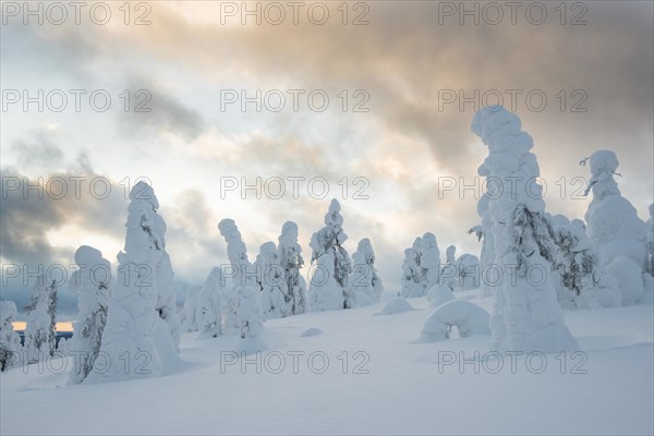 Snow-covered spruces