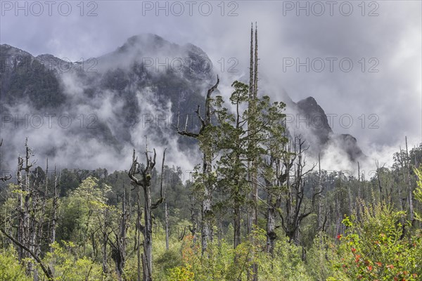 Dead trees in front of mountains with fresh snow