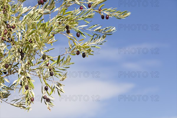 Ripe black olives on an Olive Tree (Olea europaea)
