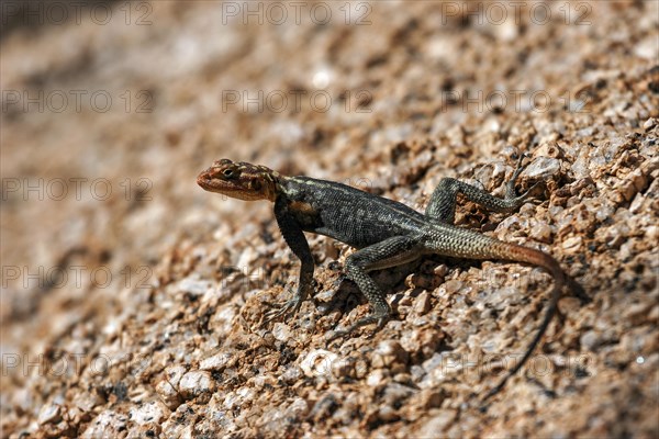 Felsenagame (Agama planiceps)