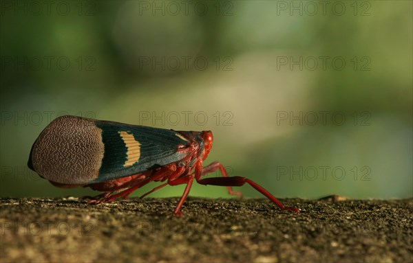 Lantern Bug (Scamandra tethis)