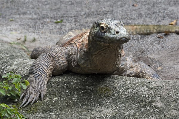 Komodo Dragon (Varanus komodoensis)