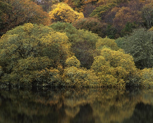 Reflections in a lake