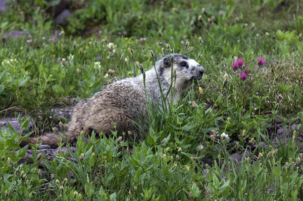 Marmot (Marmota sp.)