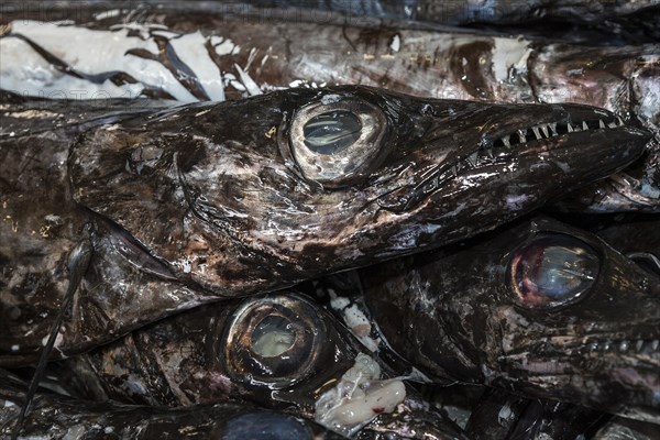 Black scabbard fish (Aphanopus carbo)