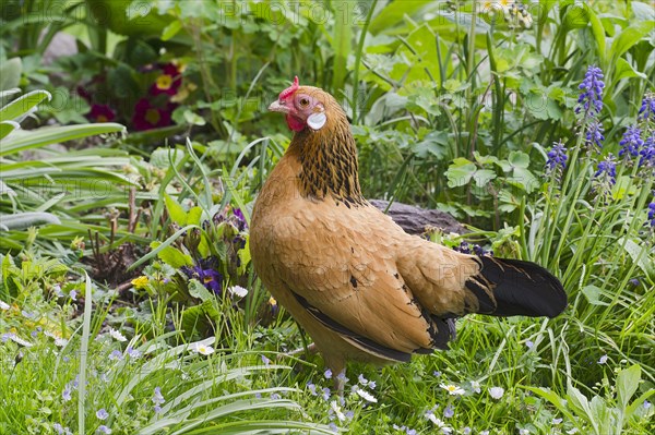 Bantam chicken (Gallus gallus f. domestica)