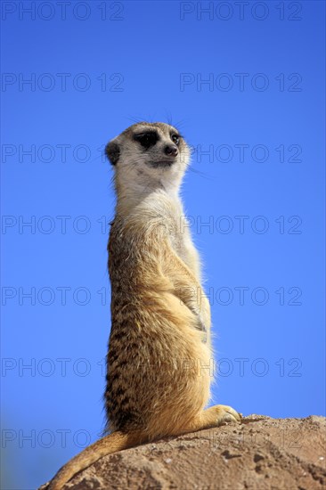 Meerkat (Suricata suricatta)