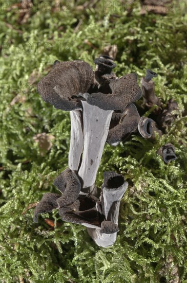 Horn of plenty (Craterellus cornucopioides)