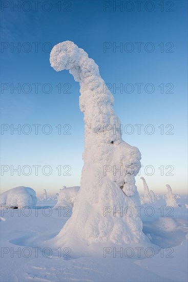 Snow-covered trees