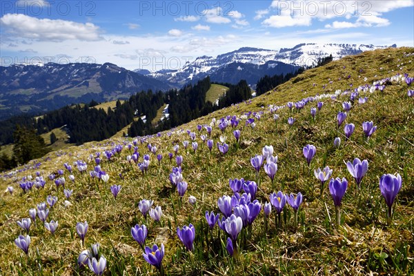 Meadow with flowering Crocuses (Crocus vernus)