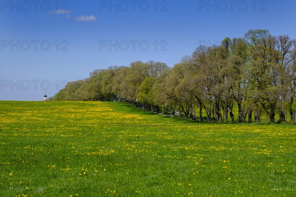Dandelion meadow in spring in front of Kurfurstenallee