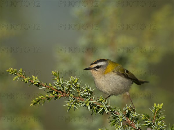 Common firecrest (Regulus ignicapilla)