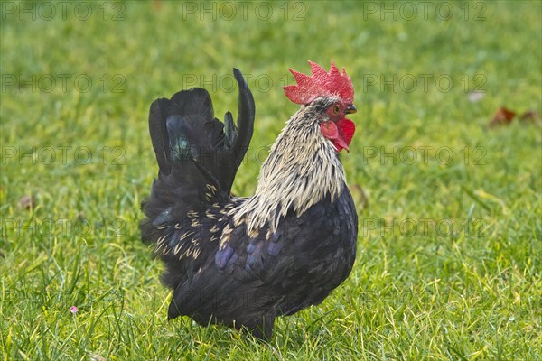 Bantam