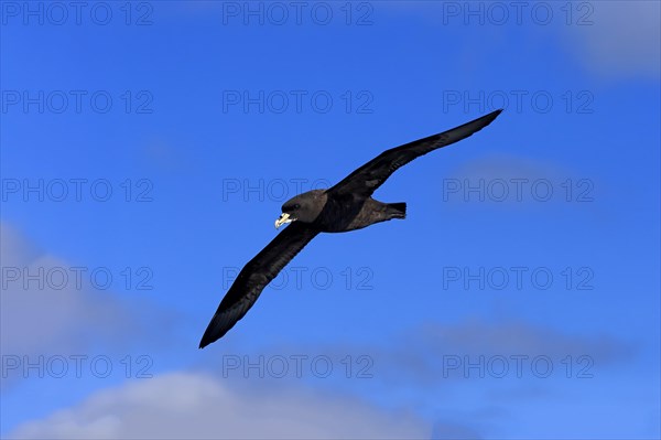 White-chinned Petrel or Cape Hen (Procellaria aequinoctialis)