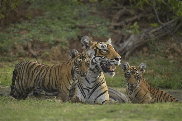 Bengal Tigers (Panthera tigris tigris)